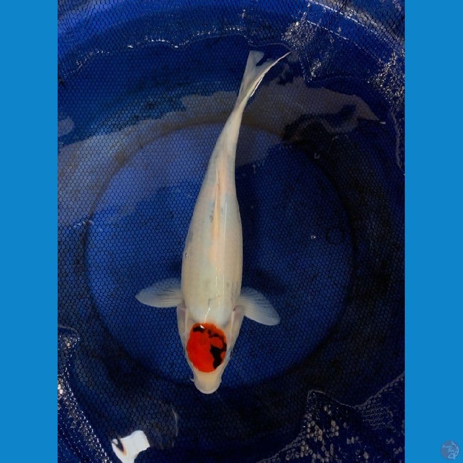 Original Tancho Showa // Super Tategoi 37cm