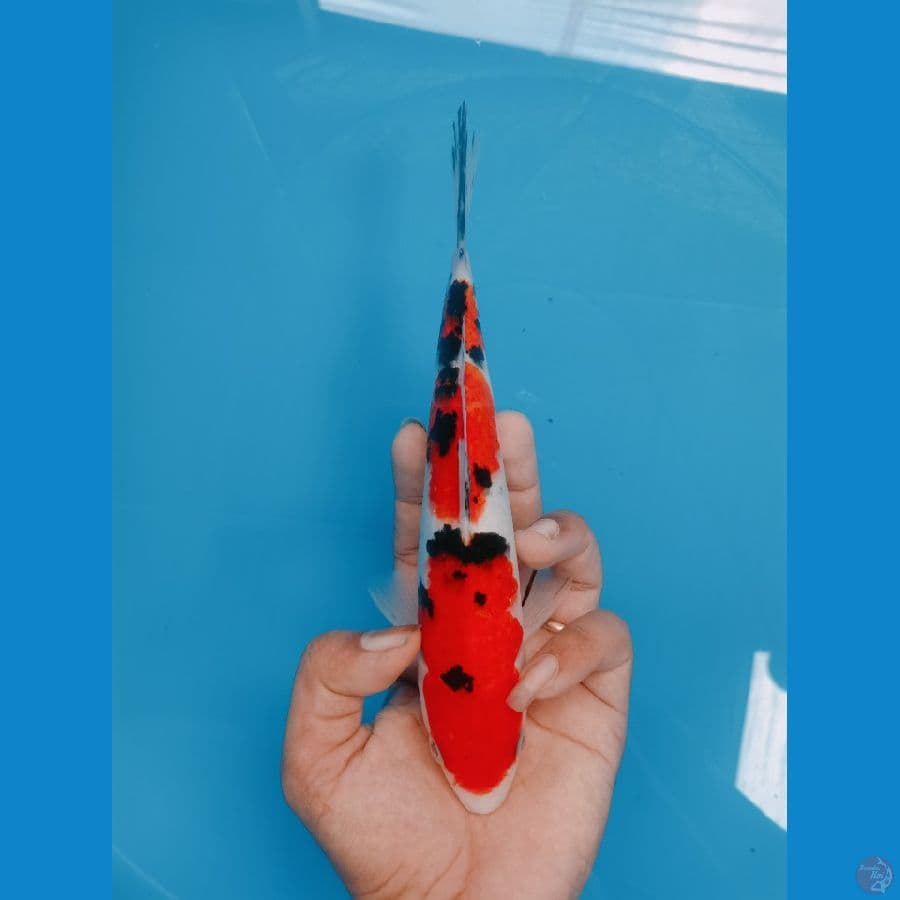 TAISHO SANSHOKU MALE 22cm