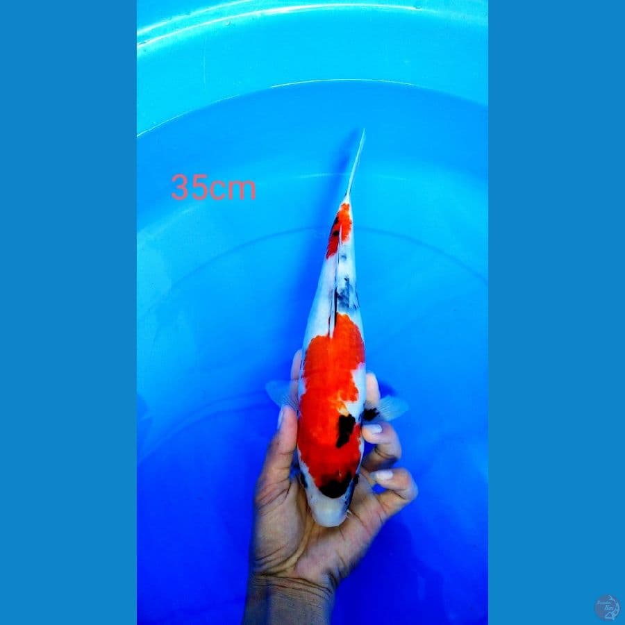 showa 35cm female