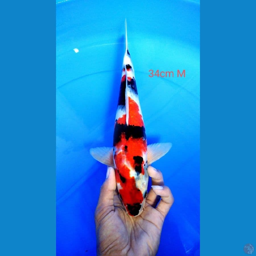 showa 34cm