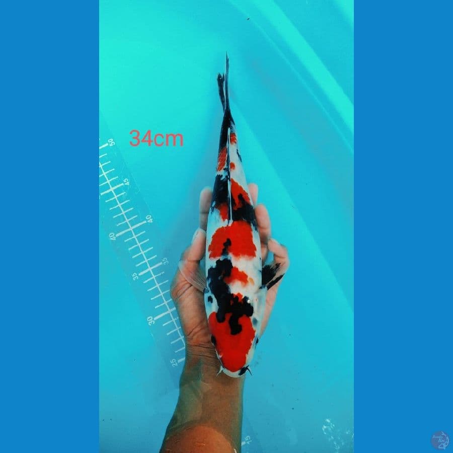 showa maruten 34cm
