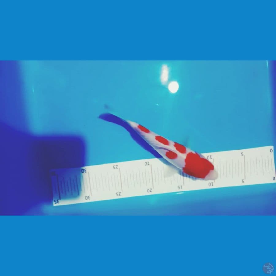 KOHAKU ORI MALE 20 CM