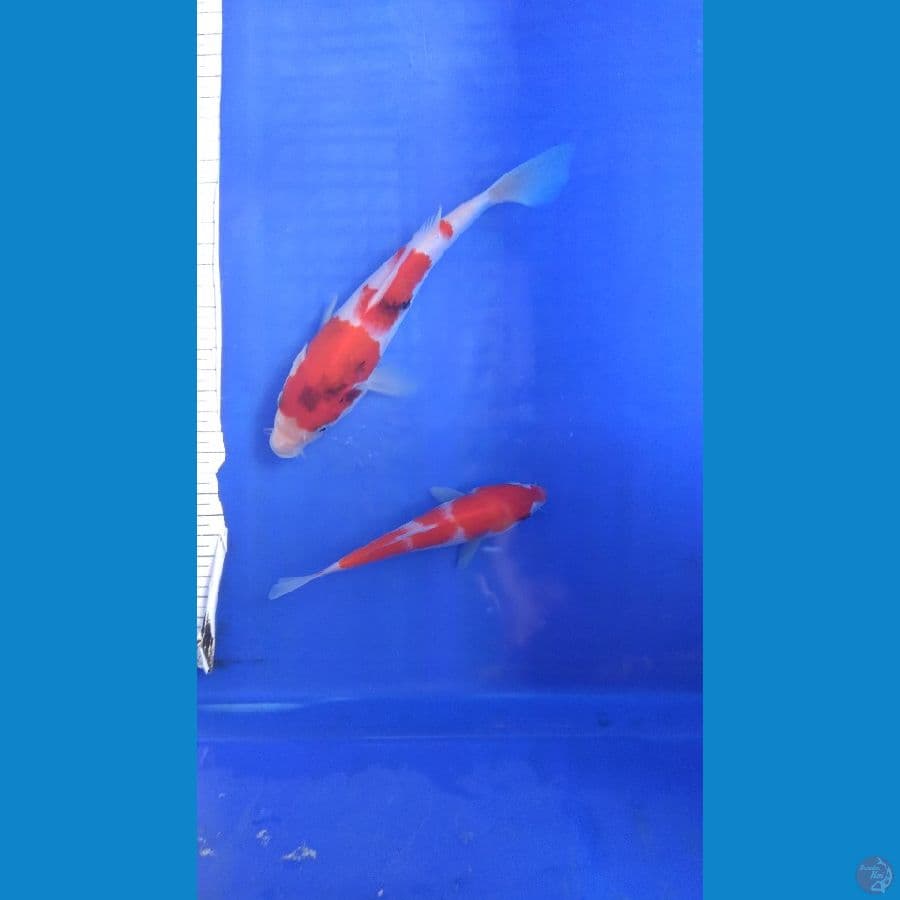 kohaku