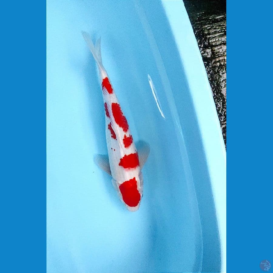 Kohaku