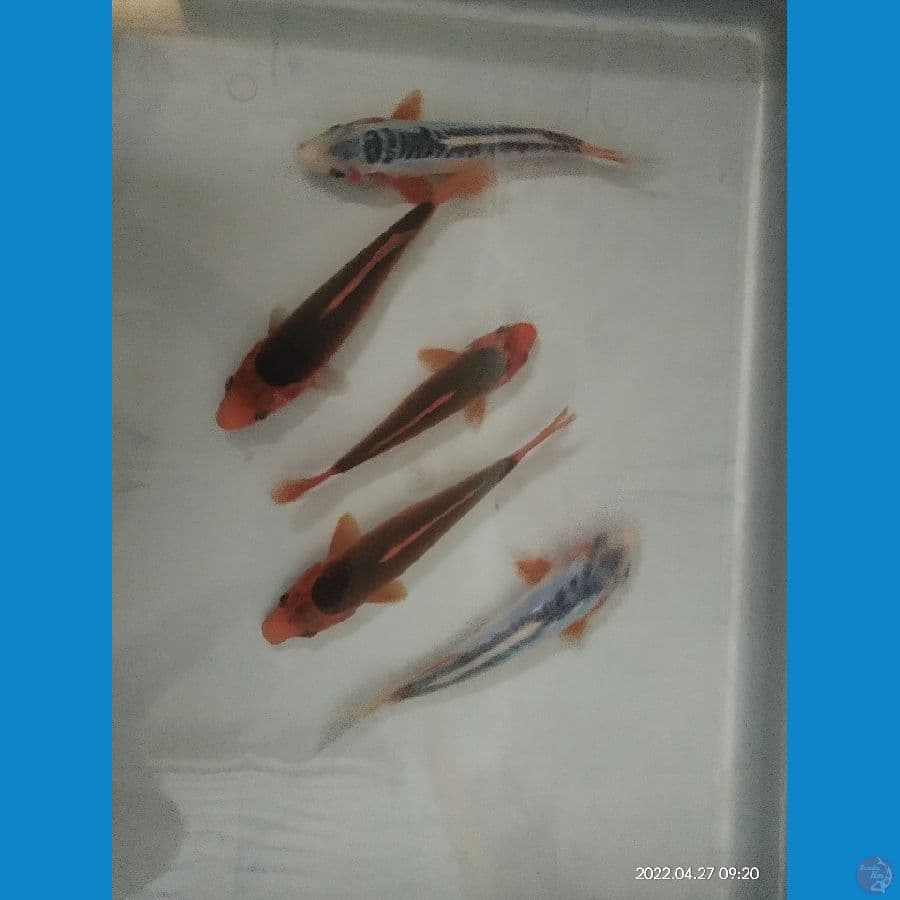 Aka Matsuba x Shusui 16-19cm