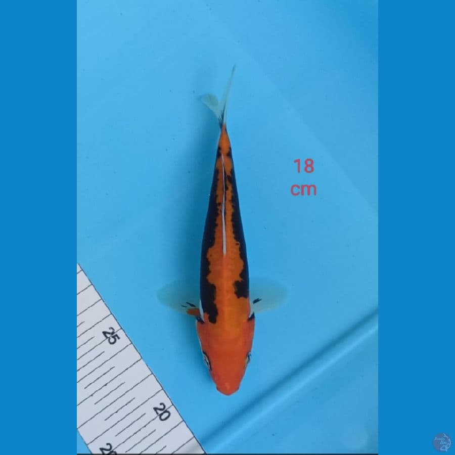 beni kumonryu 18 cm