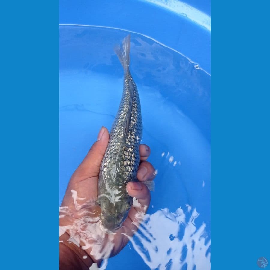 soragoi ginrin 23cm
