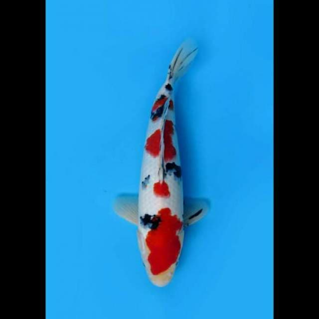33cm Male Tosai - F1 Taisho Sanke Prospek