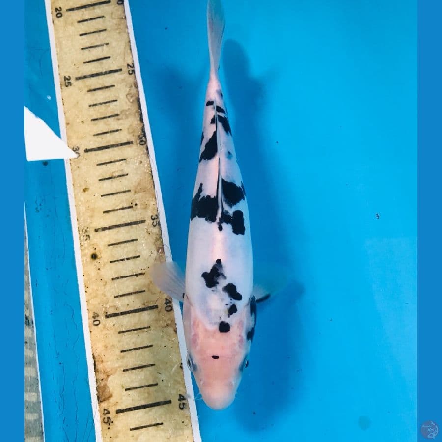 shiro doitsu, 22 cm