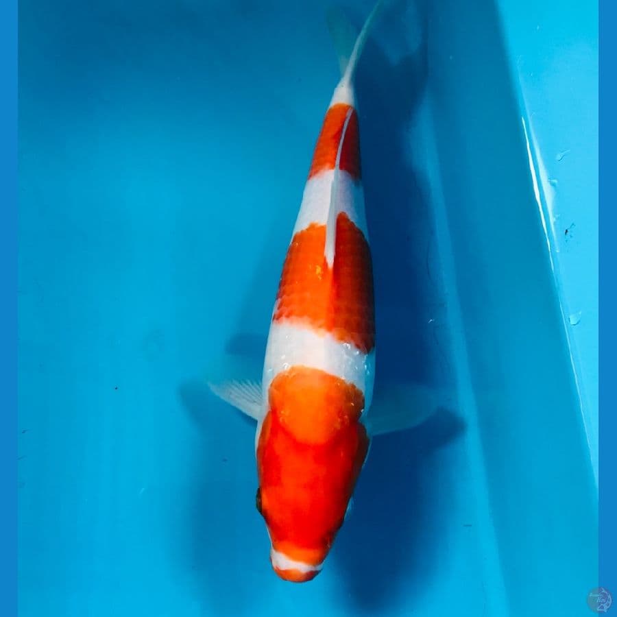 kohaku, 28 cm