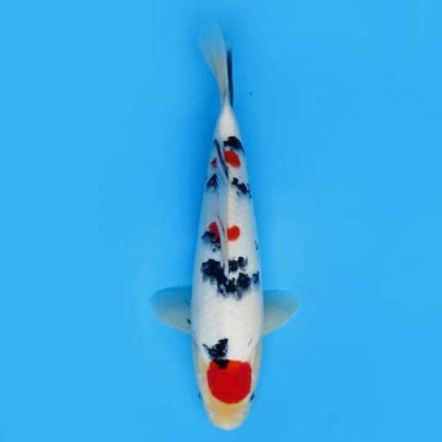 34cm Male - F1 Taisho Sanke Hq