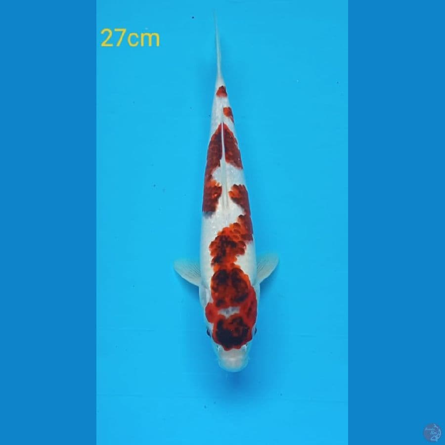 aigoromo 27cm