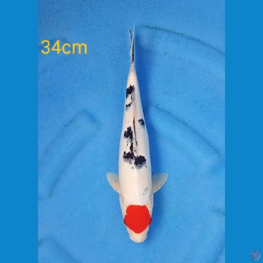 tancho sanke 34cm
