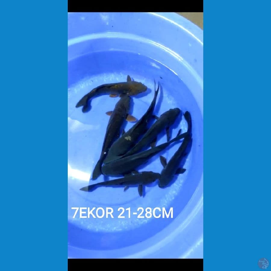 21-28cm 7ekor paket karasu