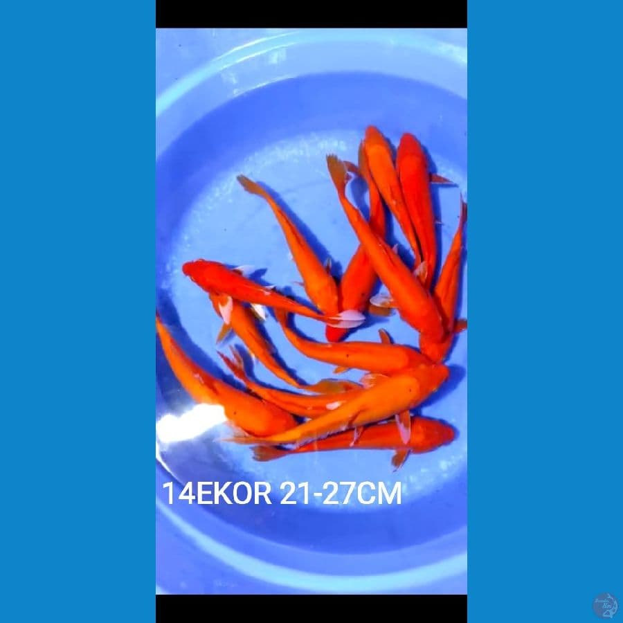 21-27cm 14ekor paket aka hajiro