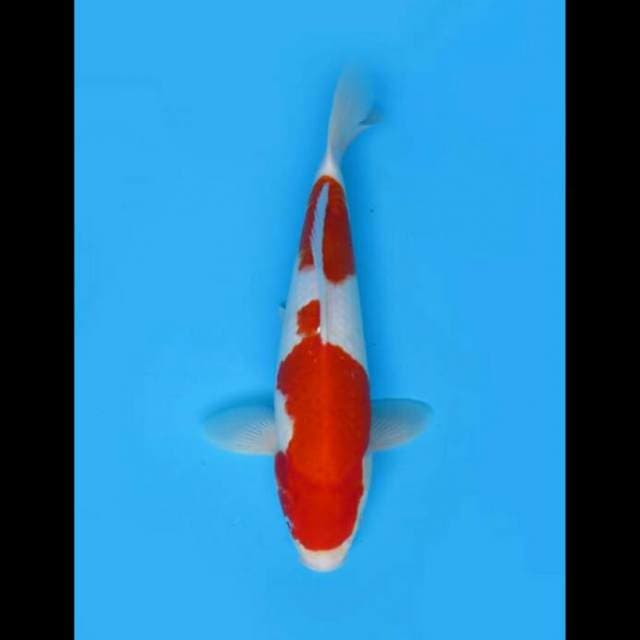 33cm Male Tosai - Nidan Kohaku F1