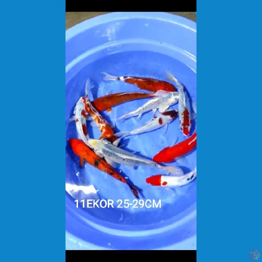 25-29cm 11ekor paket mix