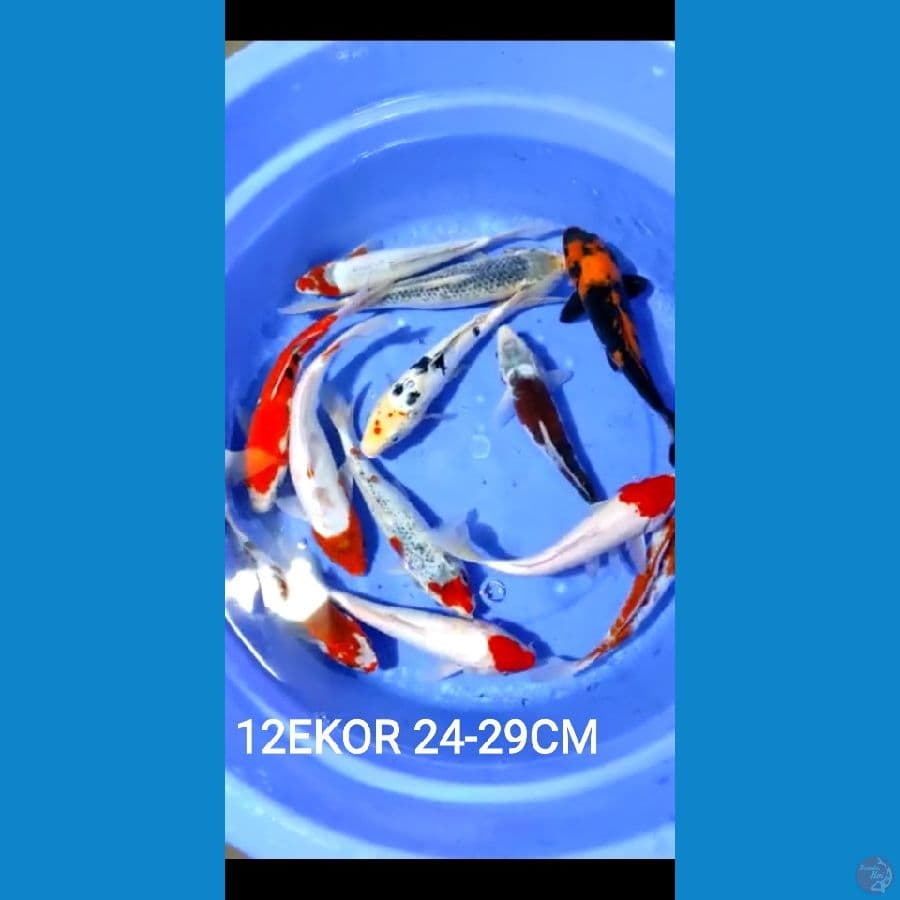 24-29cm 12ekor paket mix