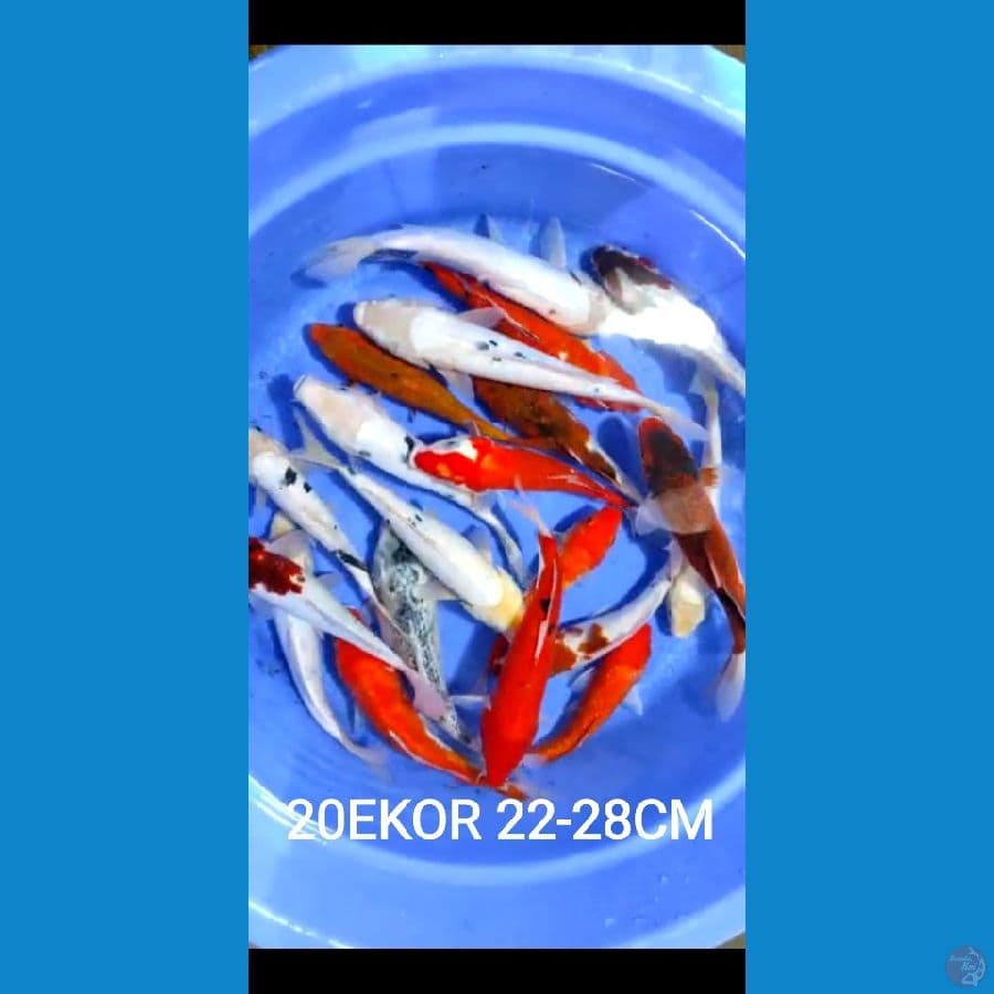 22-28cm 20ekor paket mix