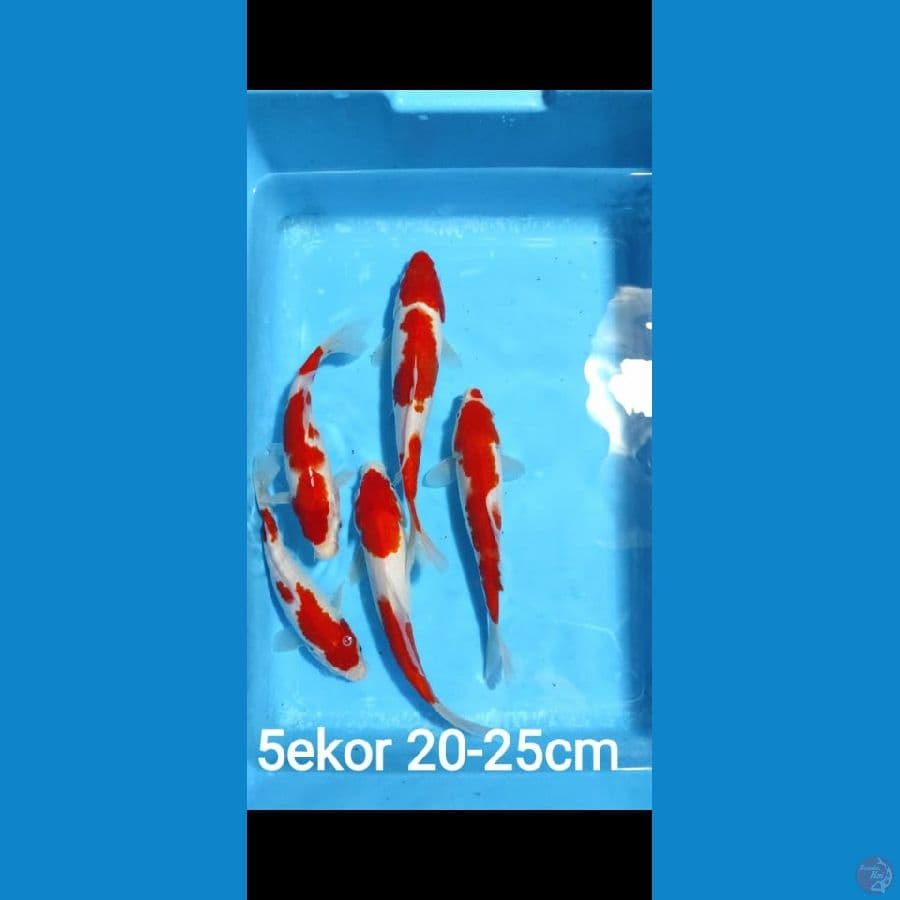 20-25cm 5ekor paket kohaku