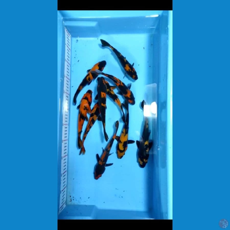 20-23cm 10ekor paket hi utsuri