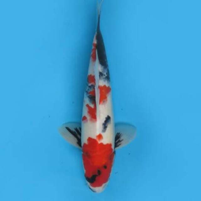 30cm Male Tosai - F1 Showa Tategoi Halus