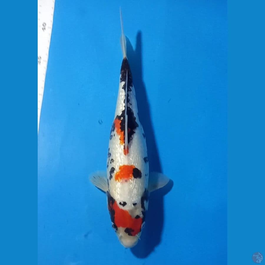 Matsukawabake 28 cm