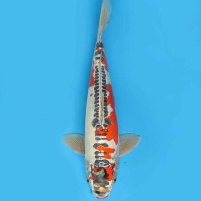 48cm Male Tosai - F1 Jumbo Beni Kikoryu