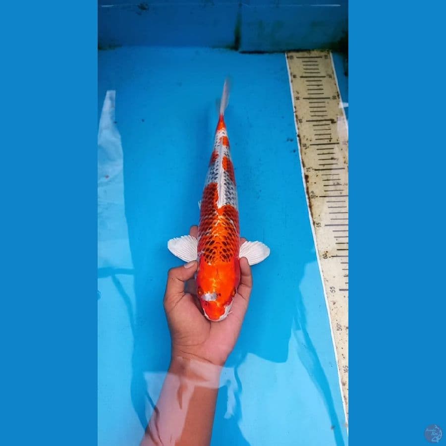 Kujaku 40cm