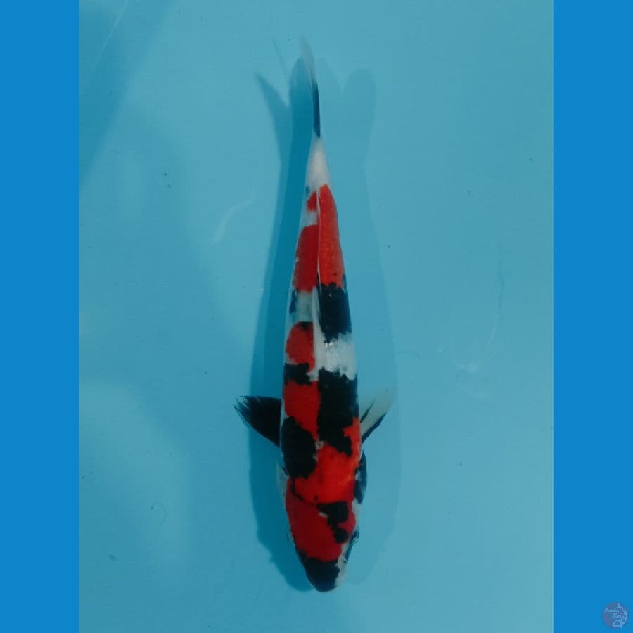 SHOWA SANSHOKU MALE 27cm