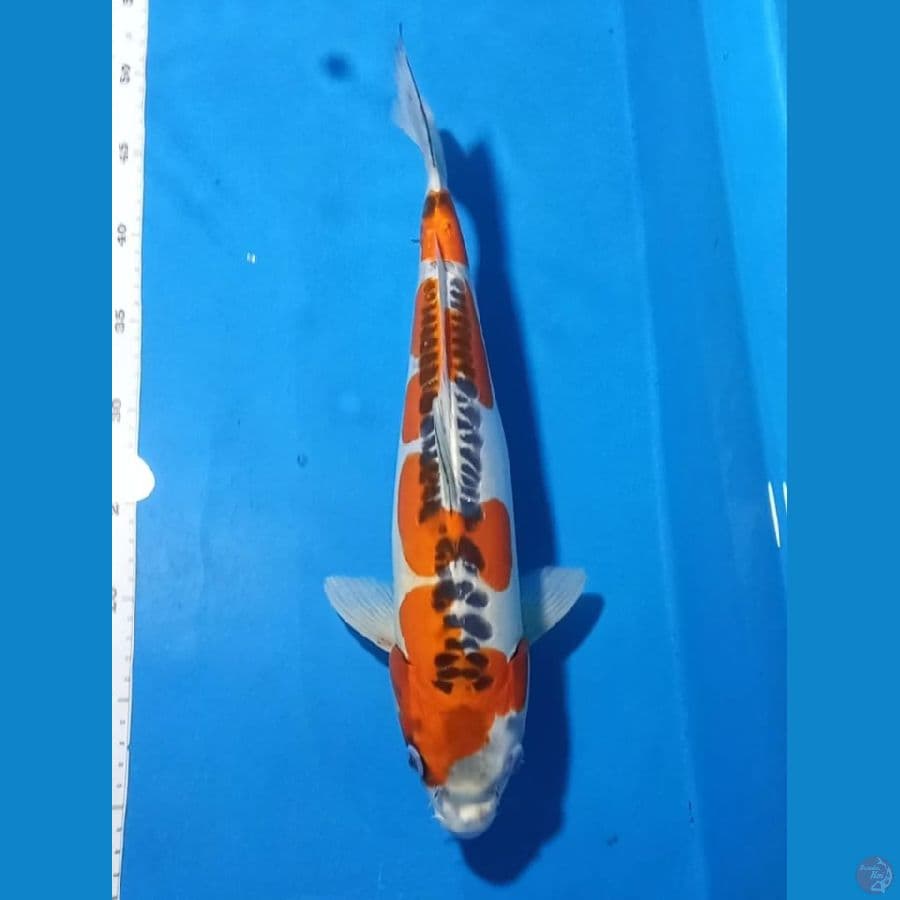 Kujaku Doit 37 cm