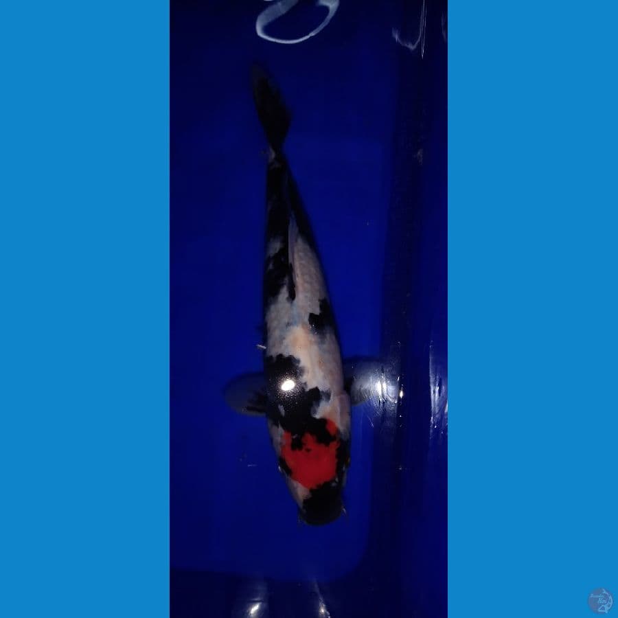 tancho showa 27 cm