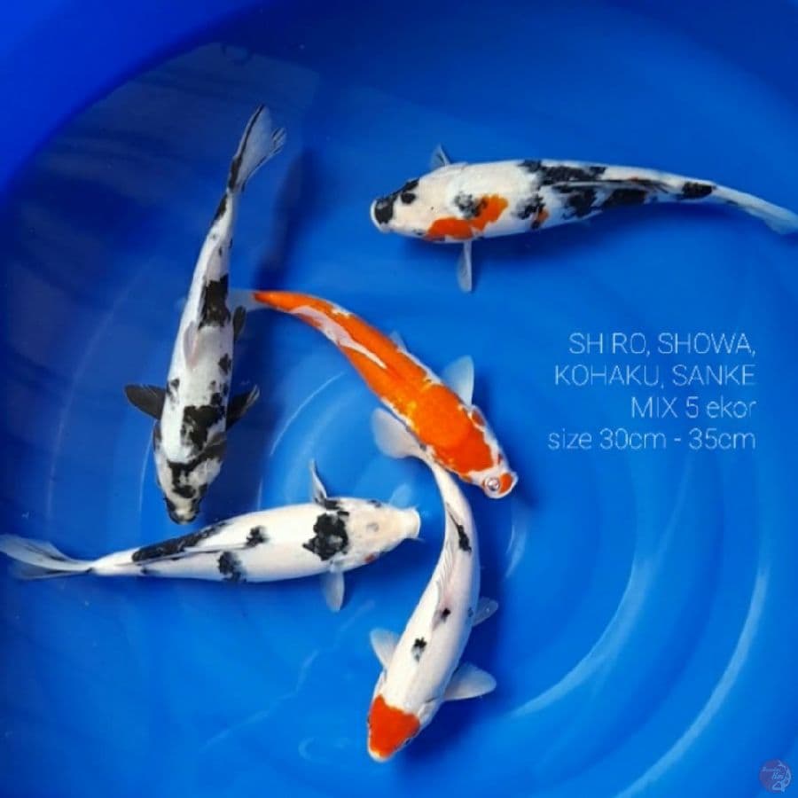 30cm - 35cm PAKET HEMAT