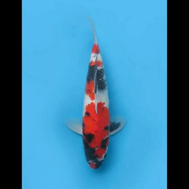 34cm Male Tosai - Showa Tategoi Hq
