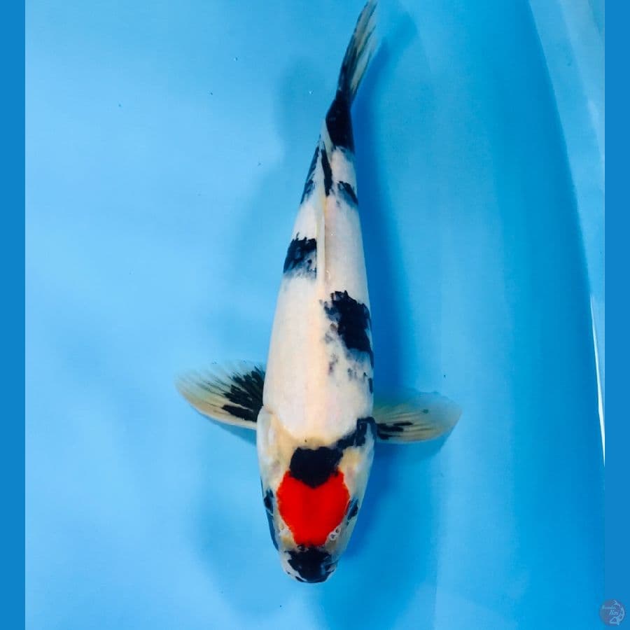 tancho showa, male 35 cm