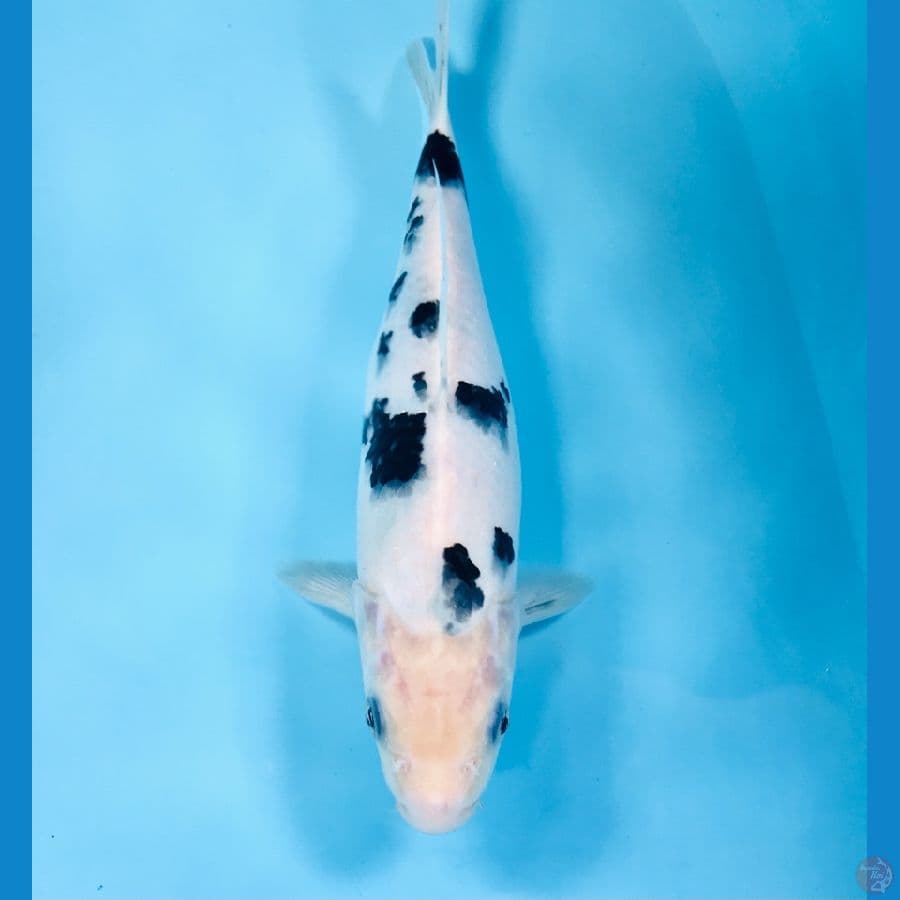 bekko, 25 cm