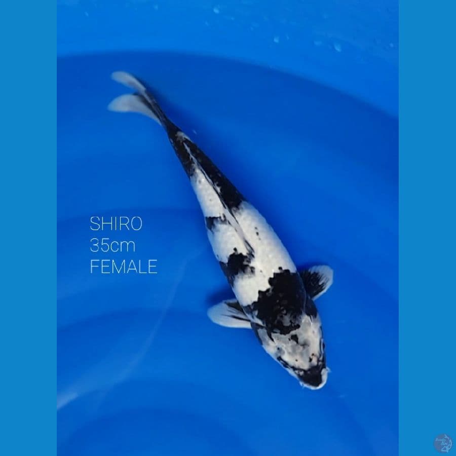 SHIRO 35cm