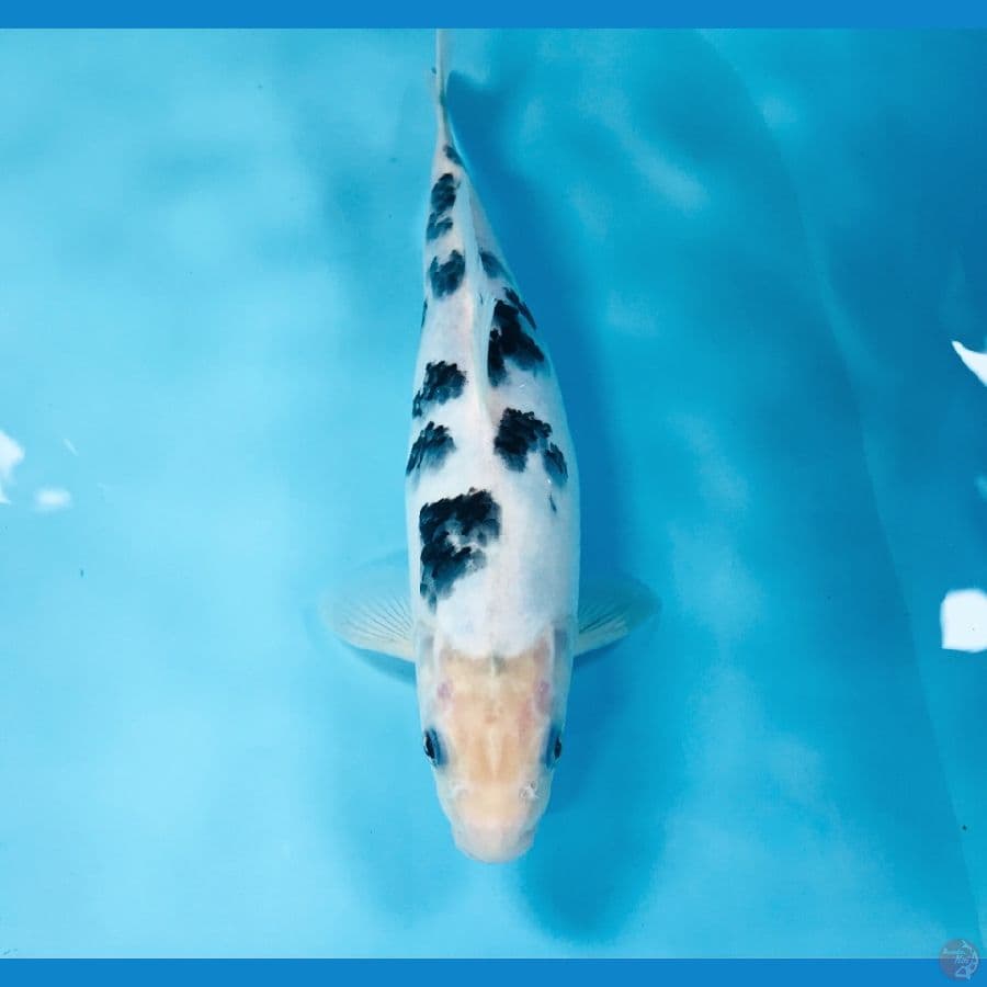 bekko, 25 cm