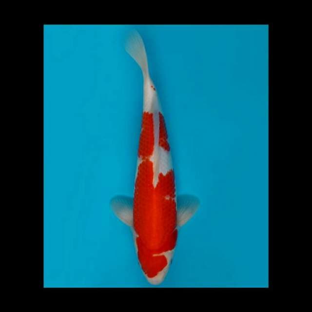 35cm Male Tosai - F1 Kohaku Original