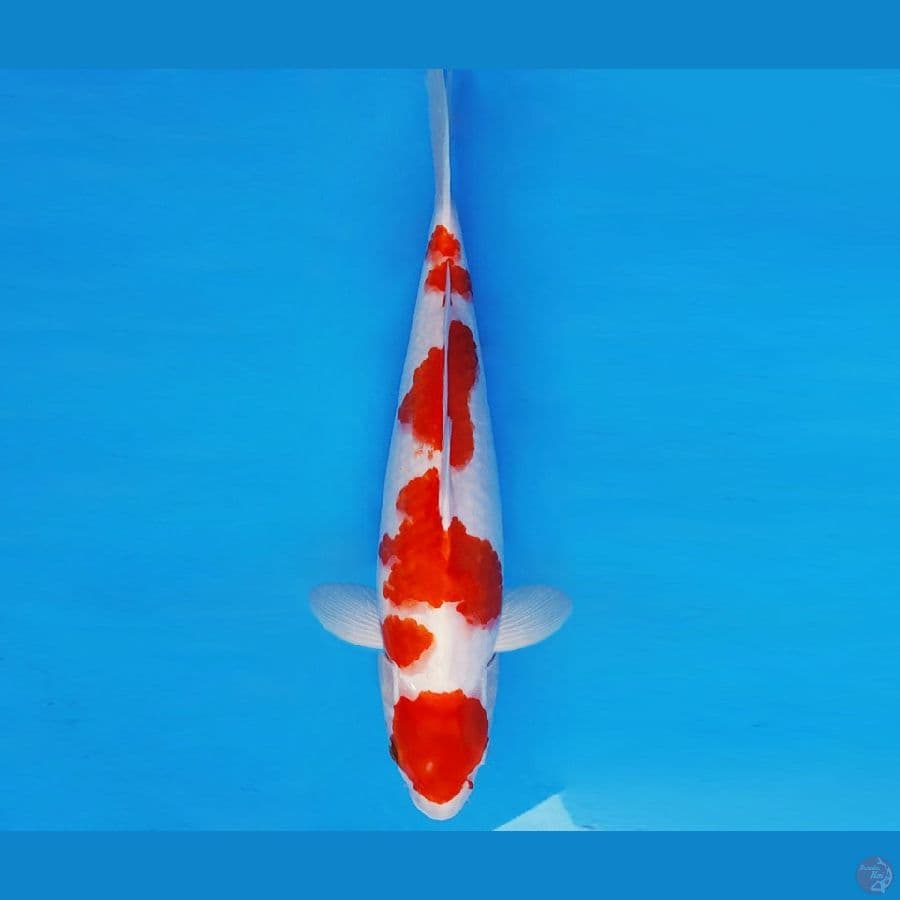 ZERO 3 - AI GOROMO 32 cm/fm ®