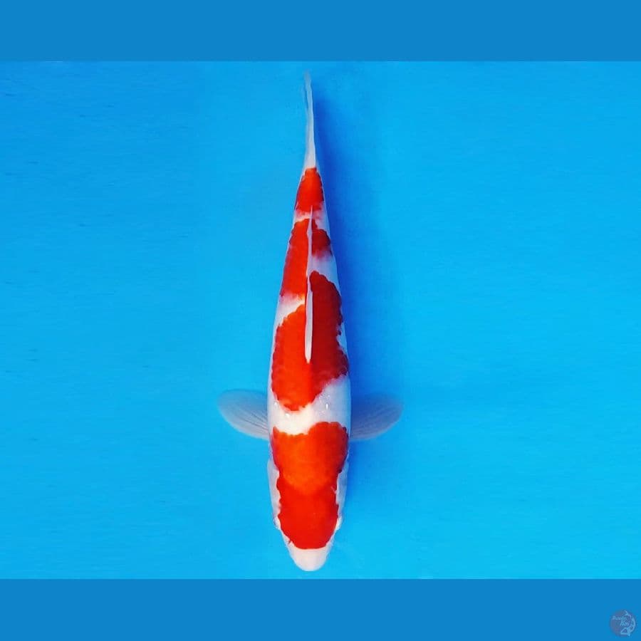 ZERO 4 - KOHAKU 31 cm/fm ®