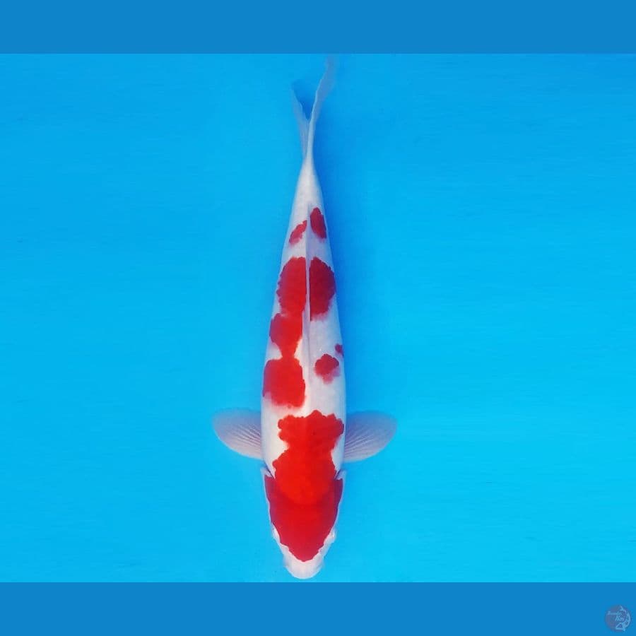 ZERO 5 - KOHAKU 34 cm/male ®