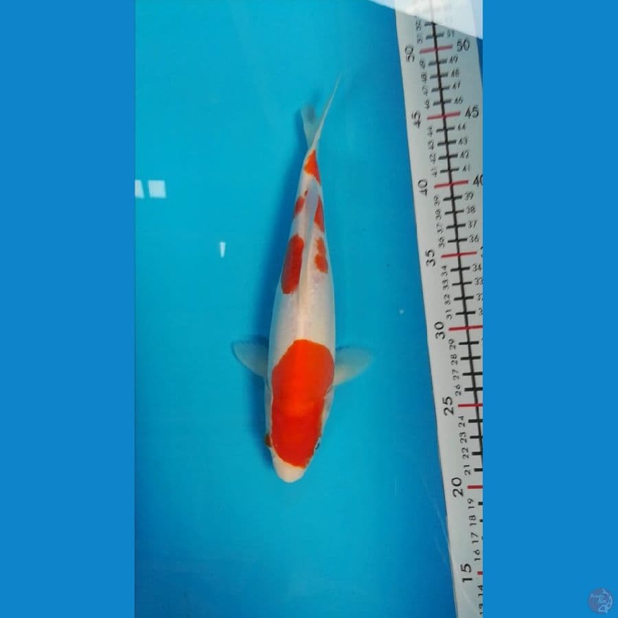 kohaku