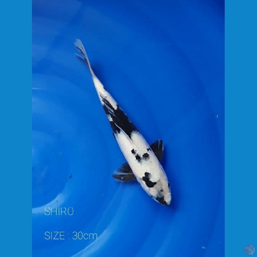 SHIRO 30cm