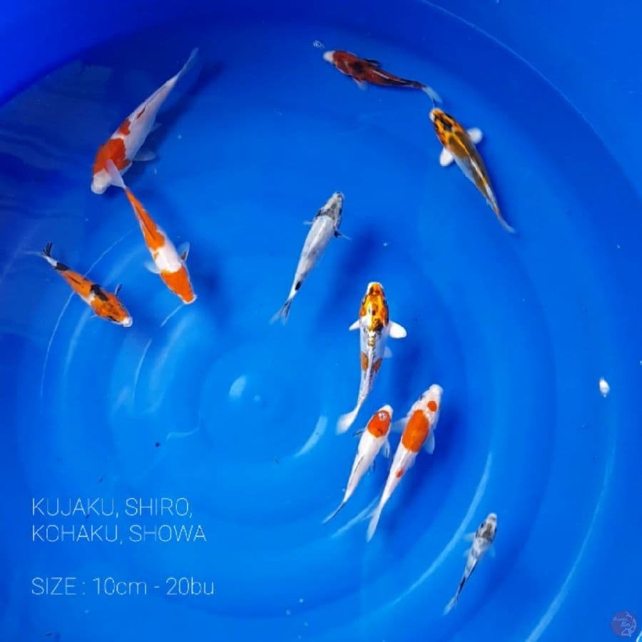 10 ekor 15cm-20cm