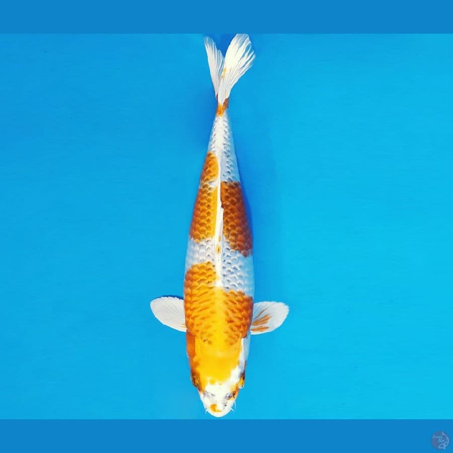 ZERO 7 - KUJAKU 34 cm/fm ®