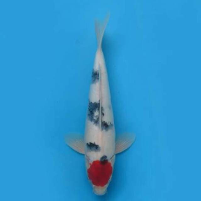 33cm Male Tosai - Tancho Showa Ori