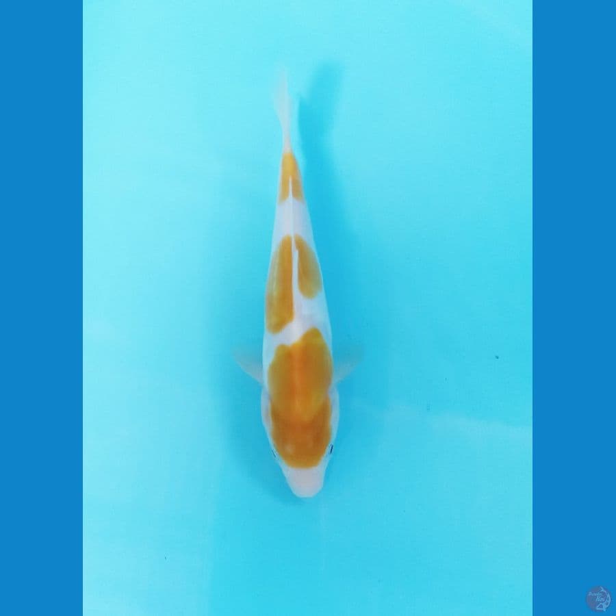 yellow kohaku doit 20cm