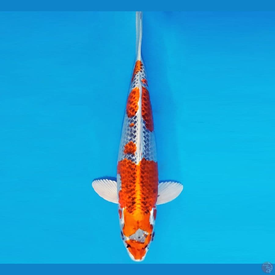 ZERO 14 - KUJAKU 33 cm/fm ®