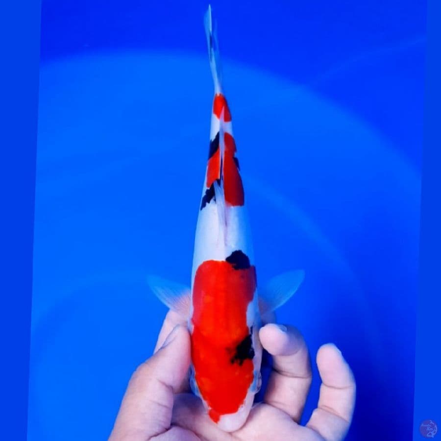 Sanke Doitsu 23cm Original